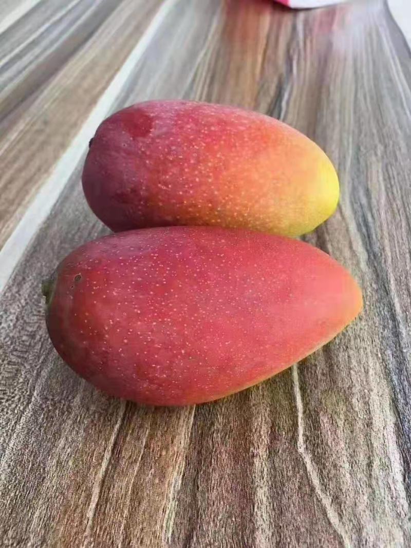 芒果熟了贵妃芒可以吃了