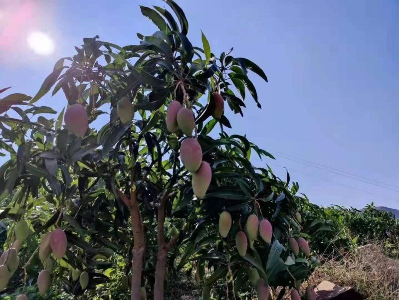 芒果熟了贵妃芒可以吃了