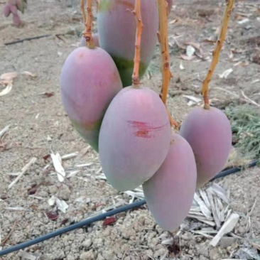 芒果熟了贵妃芒可以吃了