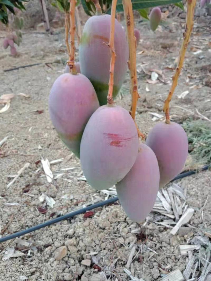 芒果熟了贵妃芒可以吃了
