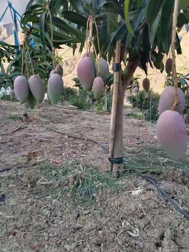 芒果熟了贵妃芒可以吃了