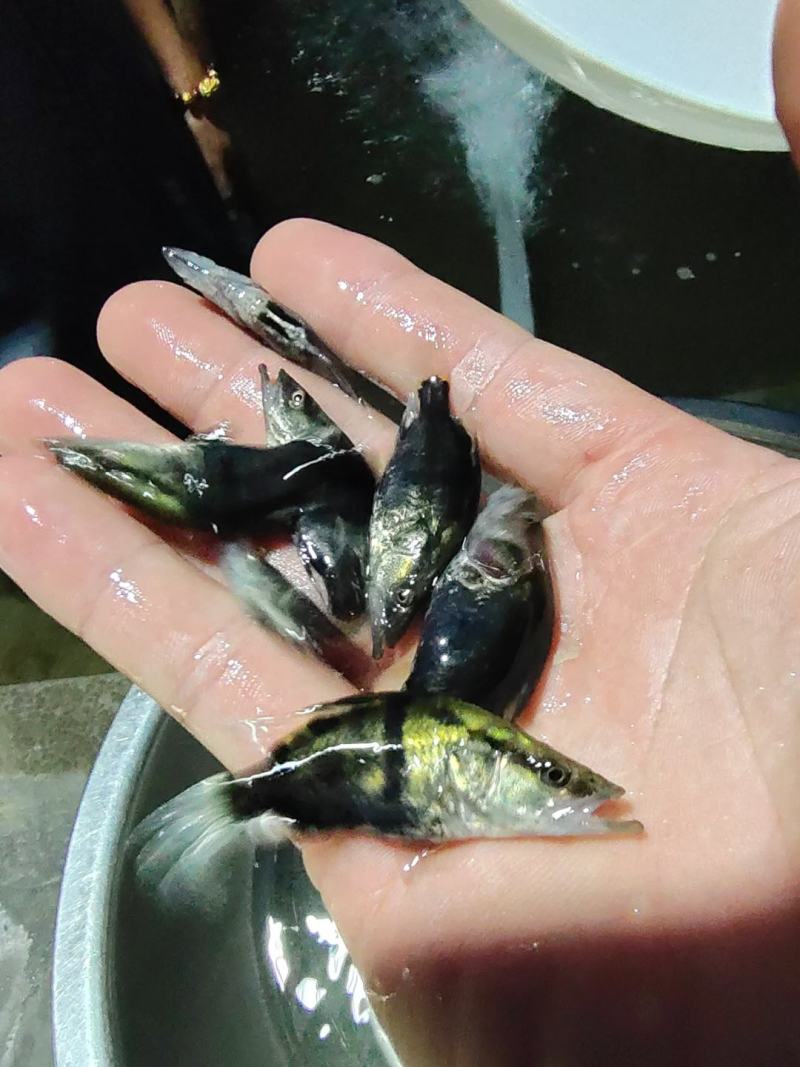优质桂鱼，桂花鱼苗，鳜鱼鱼苗健兴水产养殖场自产自销