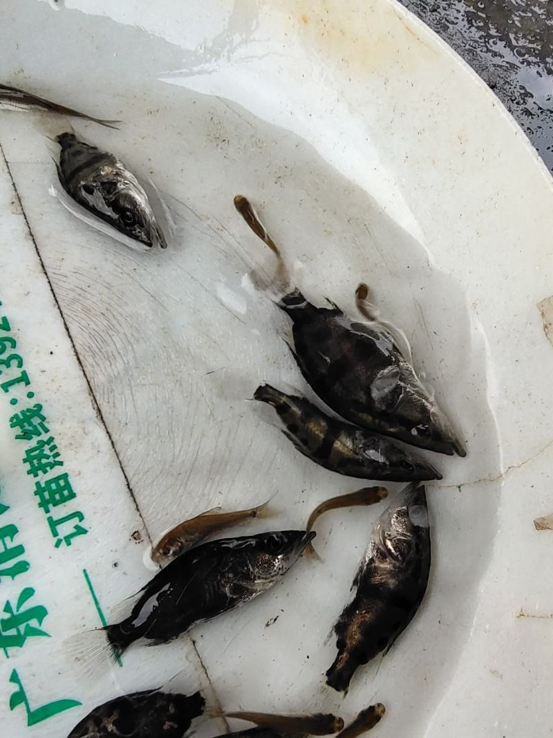 优质桂鱼，桂花鱼苗，鳜鱼鱼苗健兴水产养殖场自产自销