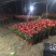 红掌基地直销大量有货，诚信经营质量为本信誉保证