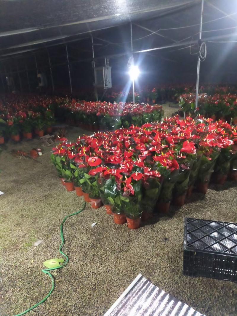 红掌基地直销大量有货，诚信经营质量为本信誉保证