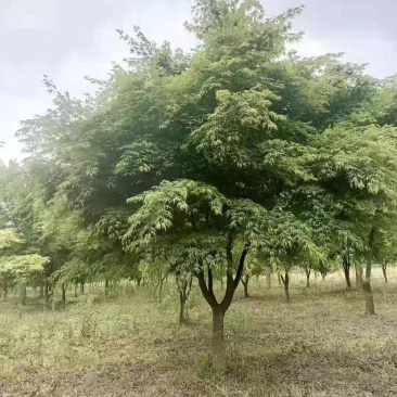 鸡爪槭