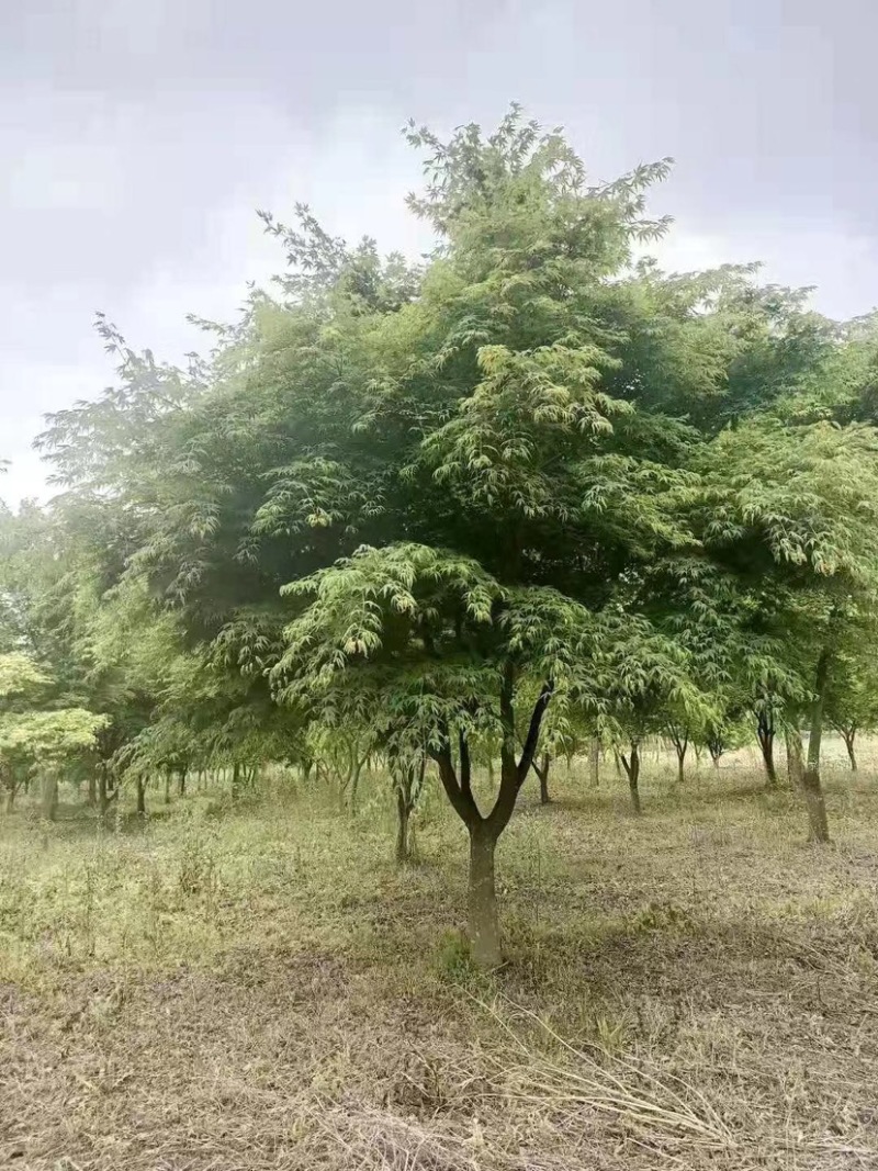 鸡爪槭
