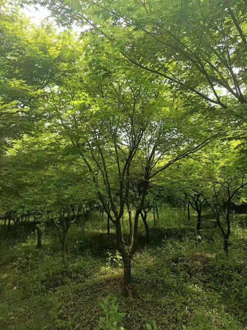 鸡爪槭