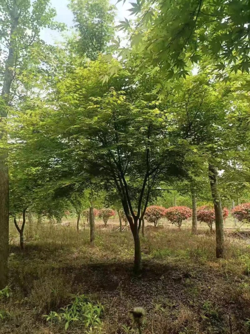 鸡爪槭