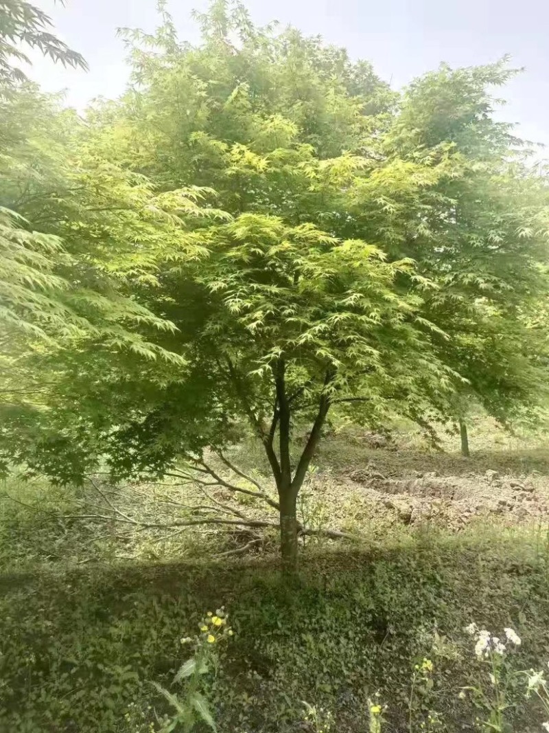 鸡爪槭