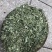 穿心莲厂家直销没有中间商赚差价穿心莲切草（切片）