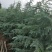 3分精品雪松老袋苗雪松，物美价优，欢迎选购！