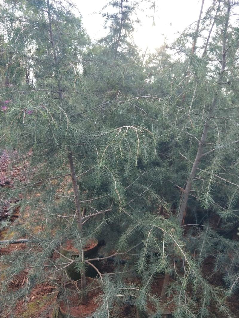 3分精品雪松老袋苗雪松，物美价优，欢迎选购！