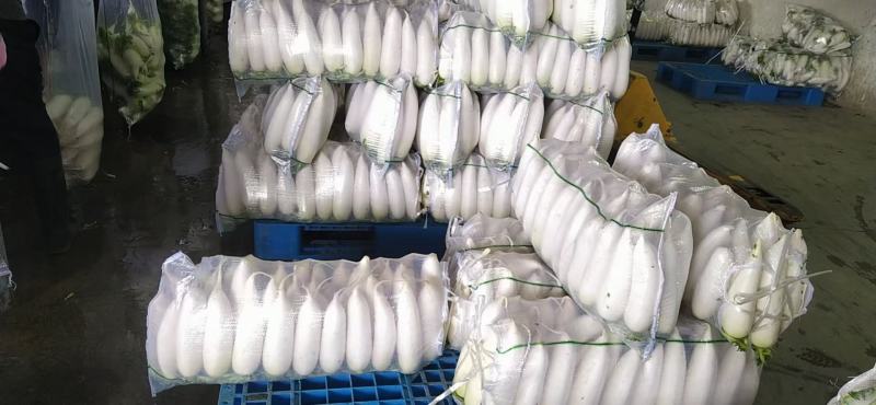 精品白萝卜，养殖用白萝卜，加工厂用，大吨位供应，基地直供