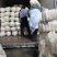 精品白萝卜，养殖用白萝卜，加工厂用，大吨位供应，基地直供