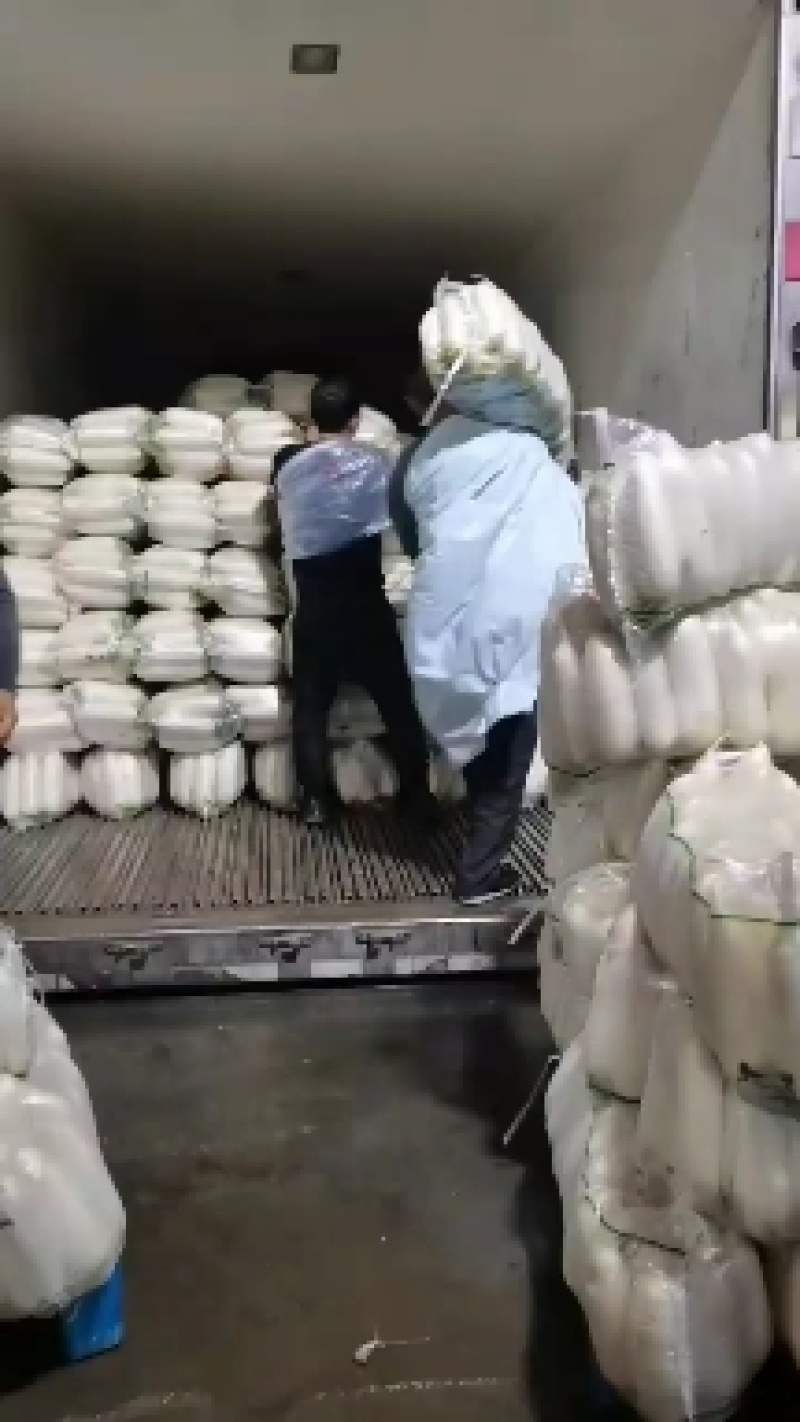 精品白萝卜，养殖用白萝卜，加工厂用，大吨位供应，基地直供