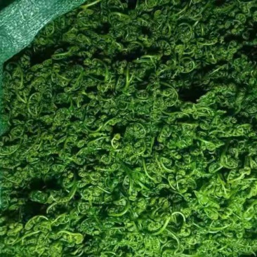 水蕨菜，来自云南大山深处的美食，全国分享，