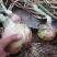 黄皮大黄葱