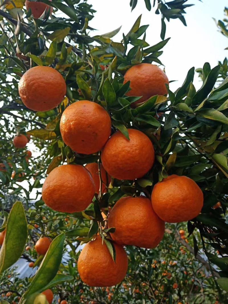 橘子沃柑