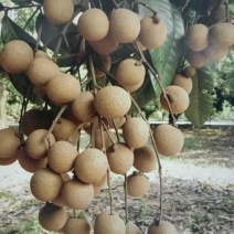 云南热带水果大乌龙眼