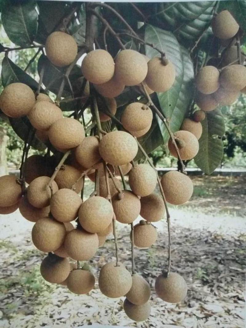 云南热带水果大乌龙眼