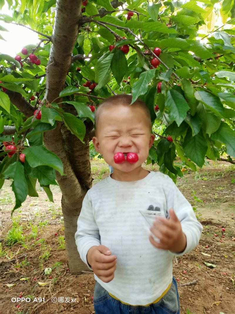 山东大樱桃