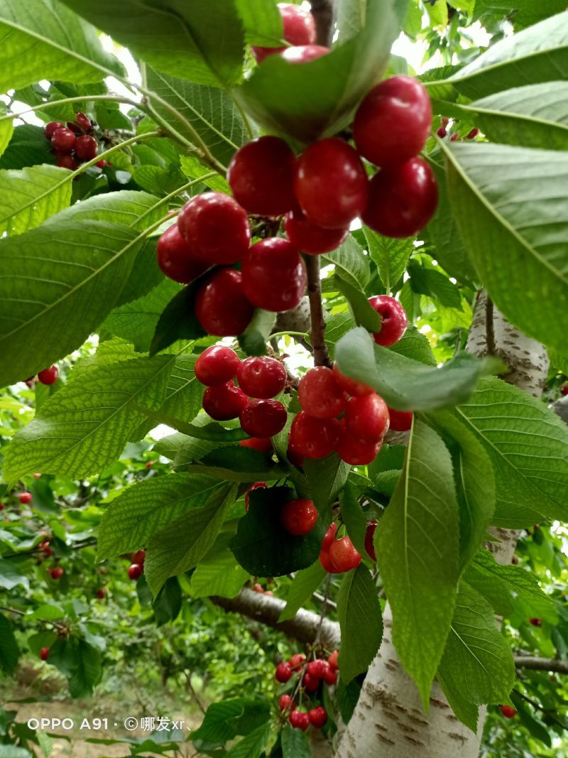 山东大樱桃
