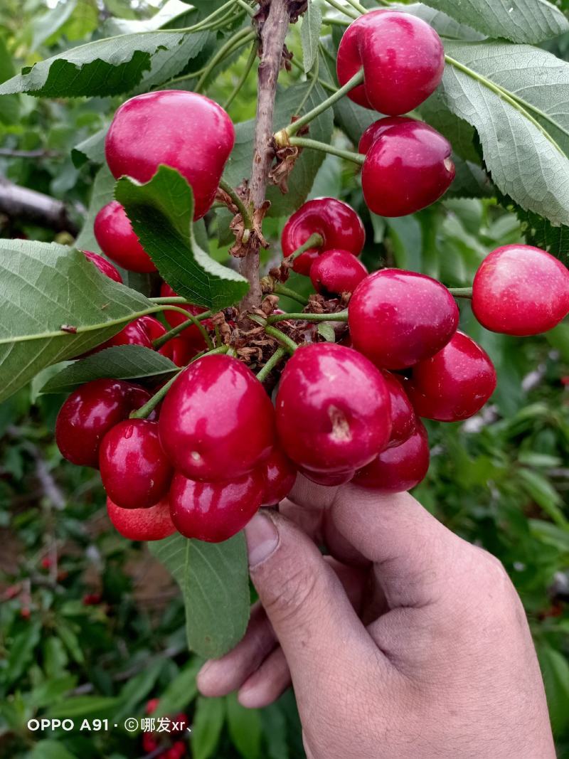 山东大樱桃