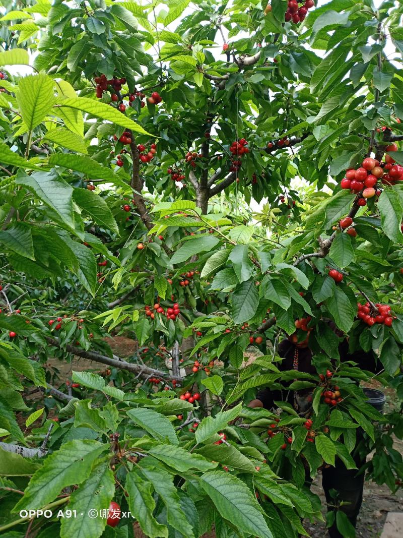 山东大樱桃