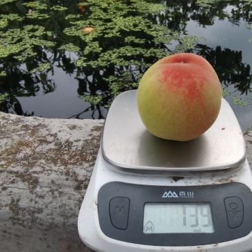 可以撕皮的龙泉驿水蜜桃又来了，5月10号上市