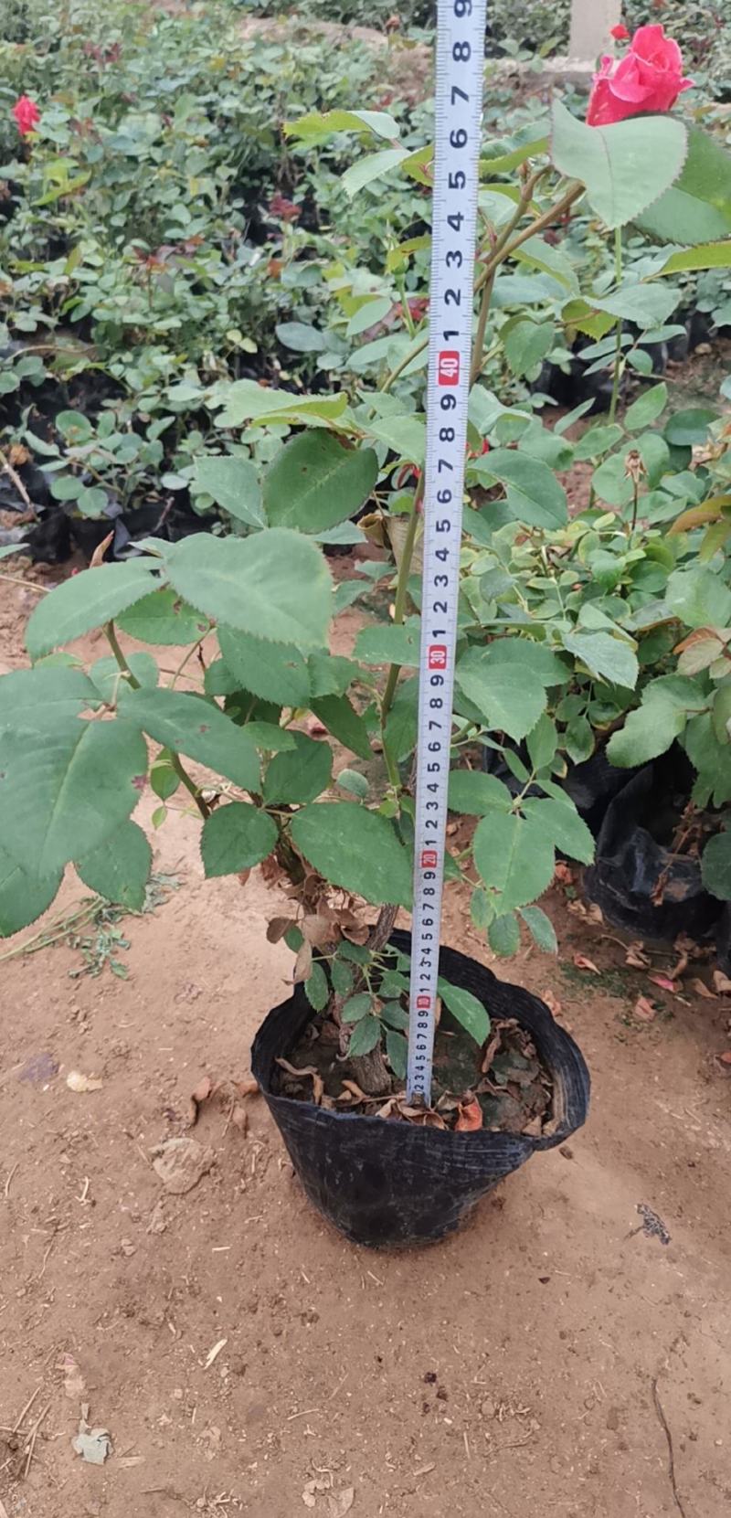 月季多色大花月季品种大花月季基地大量供应质优价廉