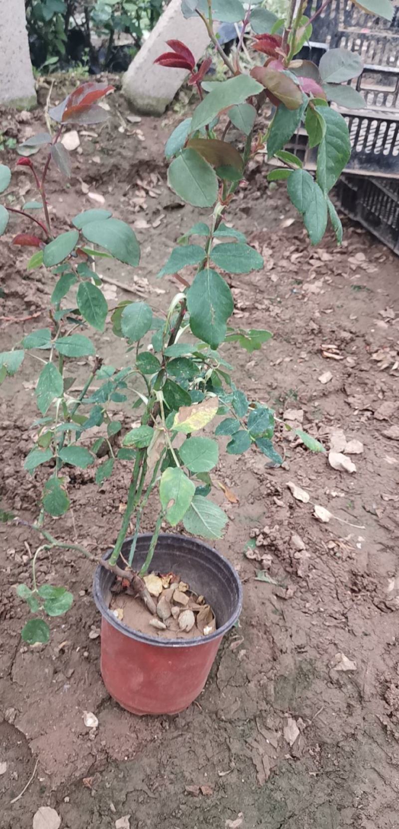 月季多色大花月季品种大花月季基地大量供应质优价廉