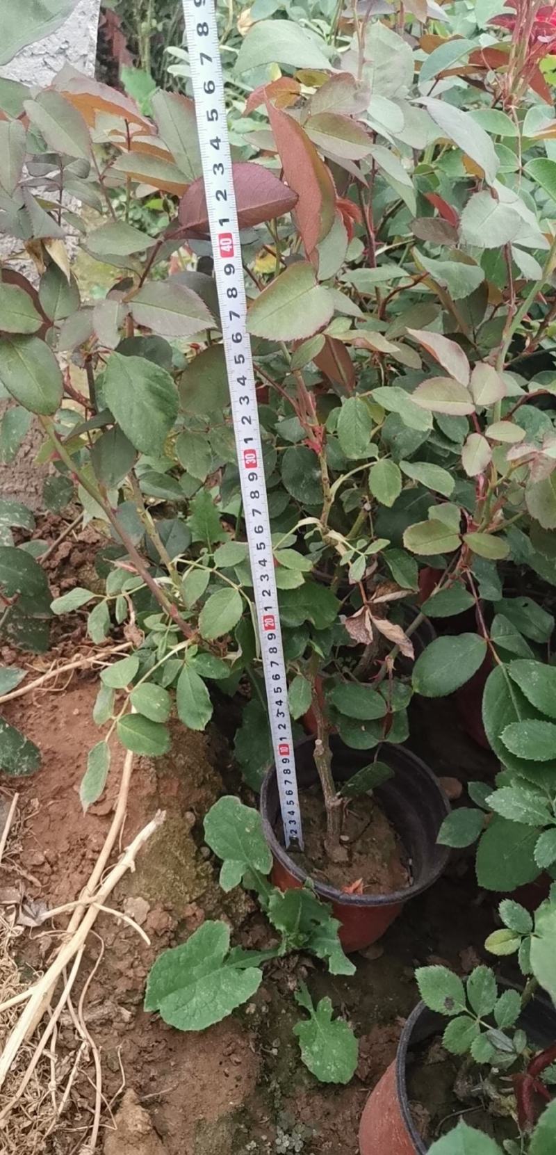 月季多色大花月季品种大花月季基地大量供应质优价廉