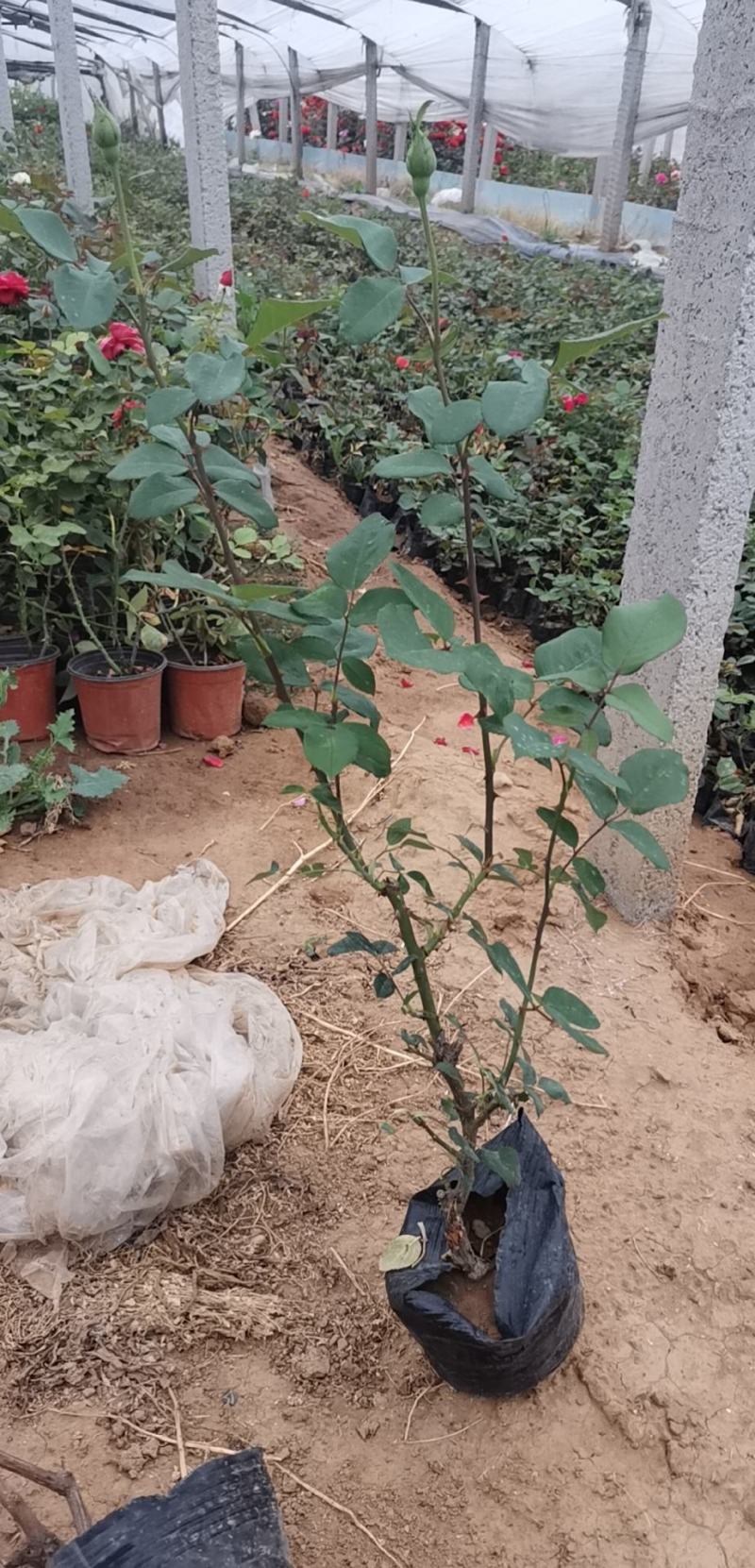 月季多色大花月季品种大花月季基地大量供应质优价廉