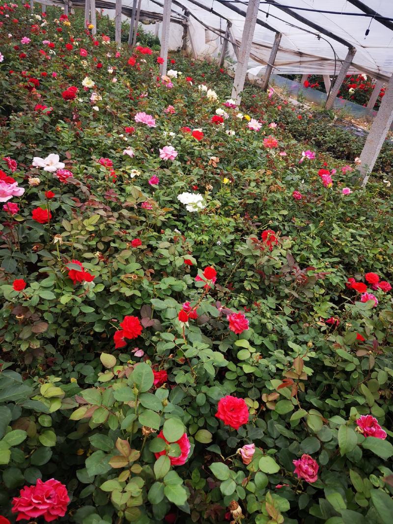 月季多色大花月季品种大花月季基地大量供应质优价廉