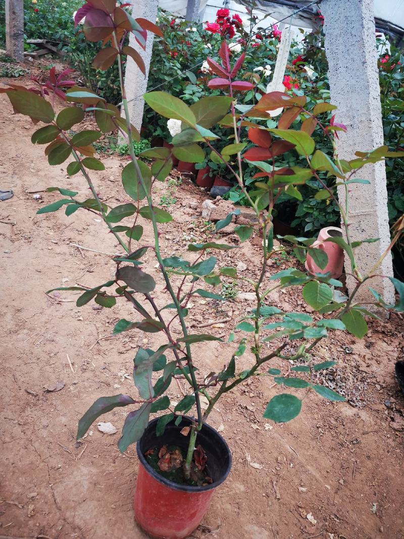 月季多色大花月季品种大花月季基地大量供应质优价廉