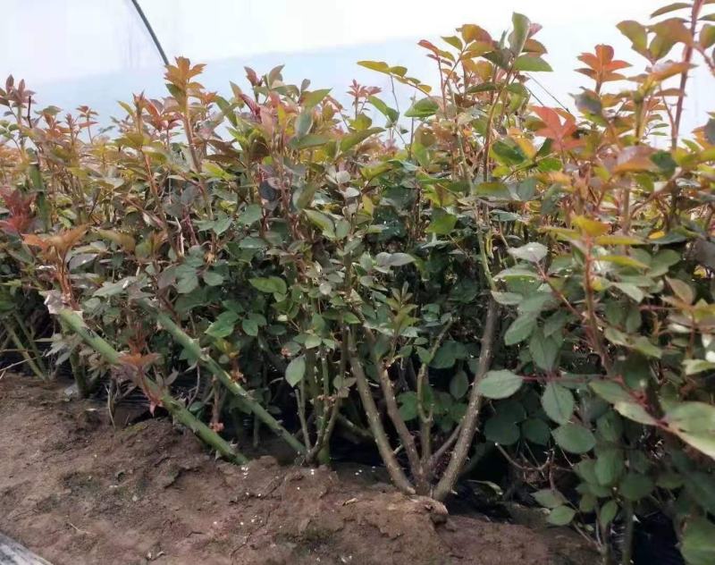 月季多色大花月季品种大花月季基地大量供应质优价廉