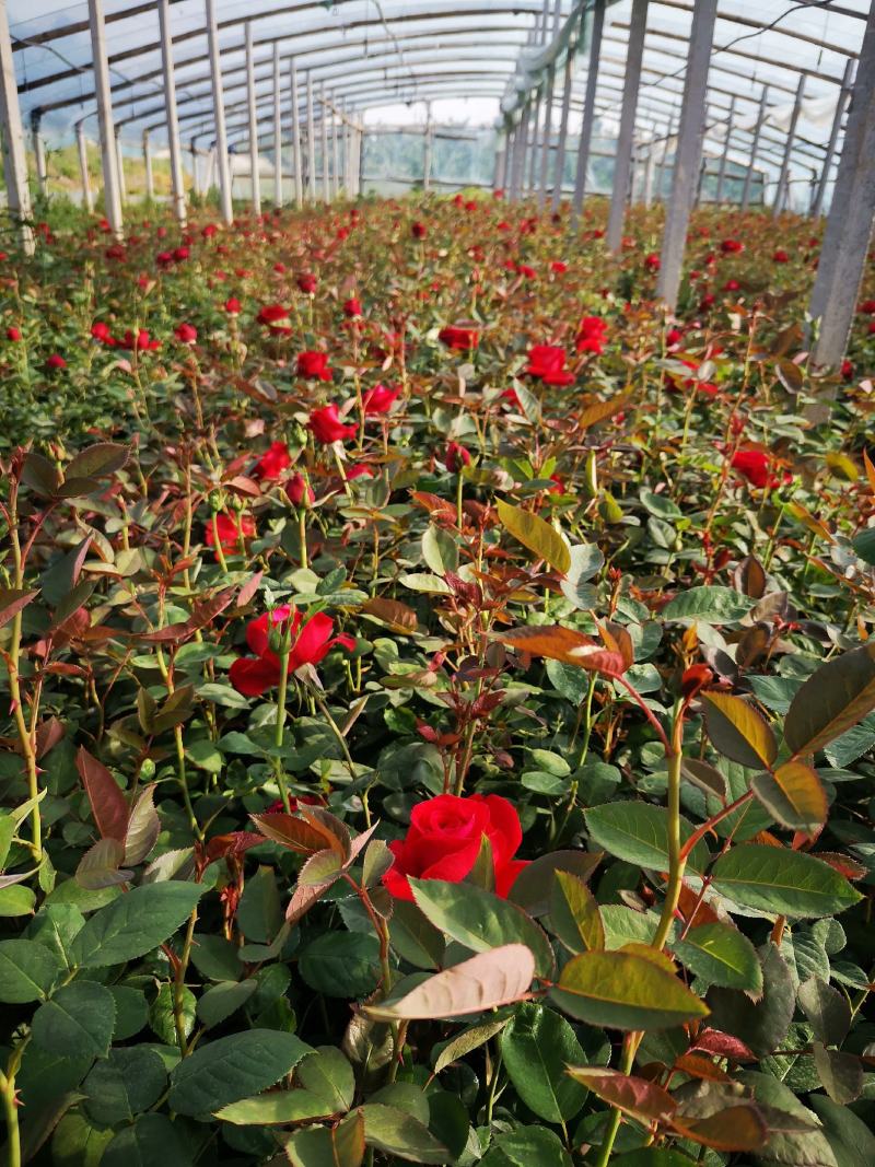 月季多色大花月季品种大花月季基地大量供应质优价廉