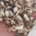 山茨菇