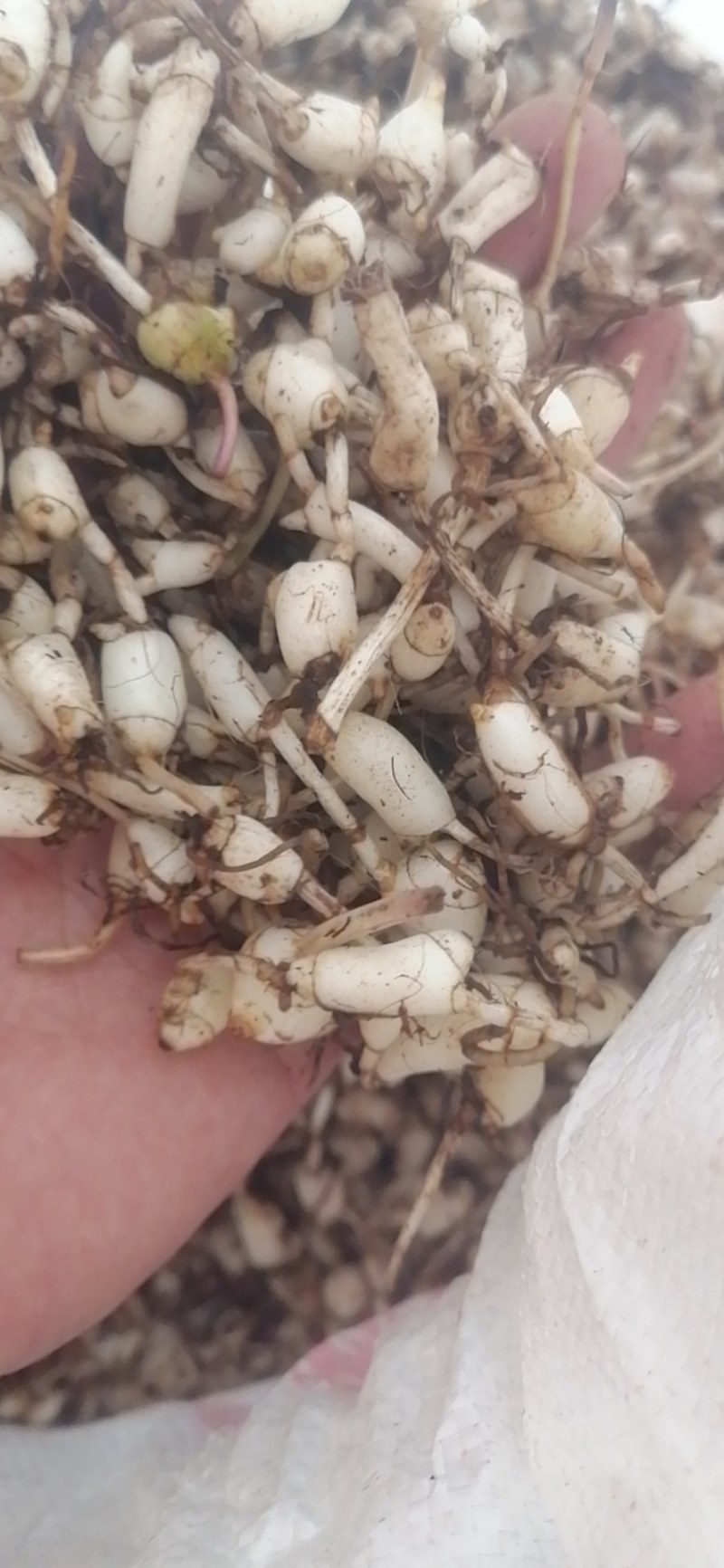 山茨菇