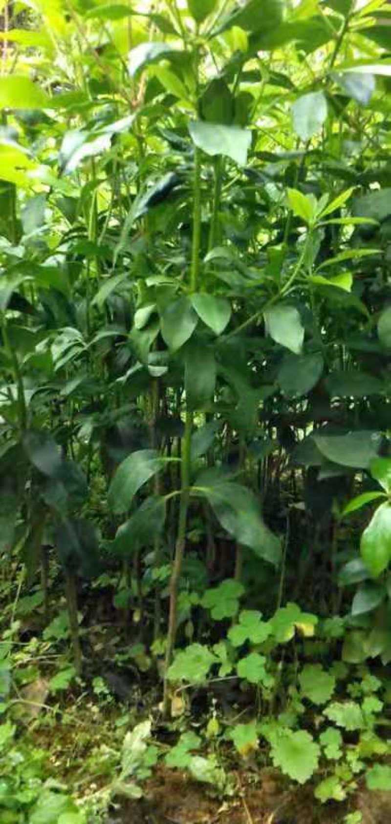 广西大红八角嫁接苗杯苗优质实生苗裸根优质实生苗杯苗