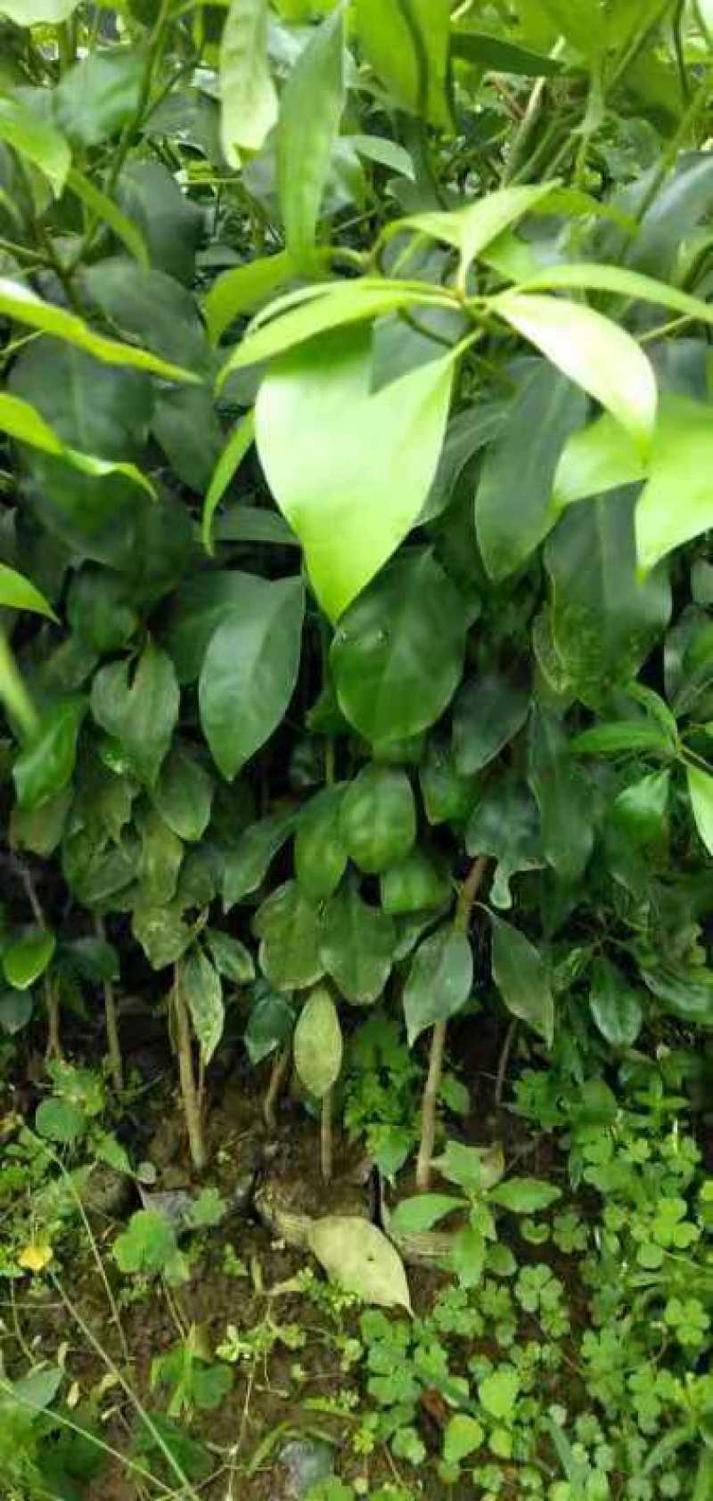 广西大红八角嫁接苗杯苗优质实生苗裸根优质实生苗杯苗