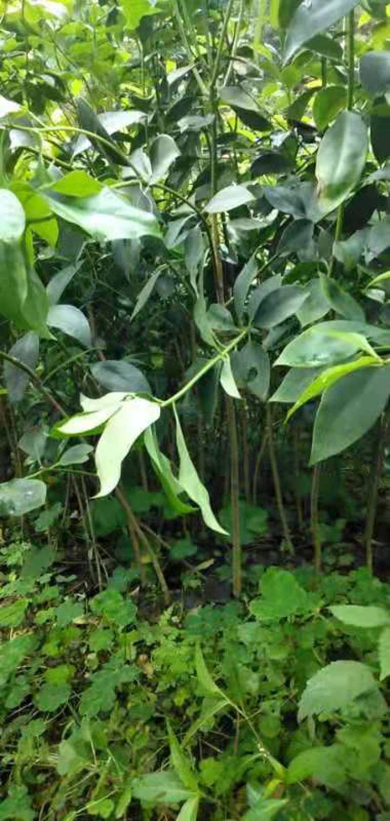 广西大红八角嫁接苗杯苗优质实生苗裸根优质实生苗杯苗
