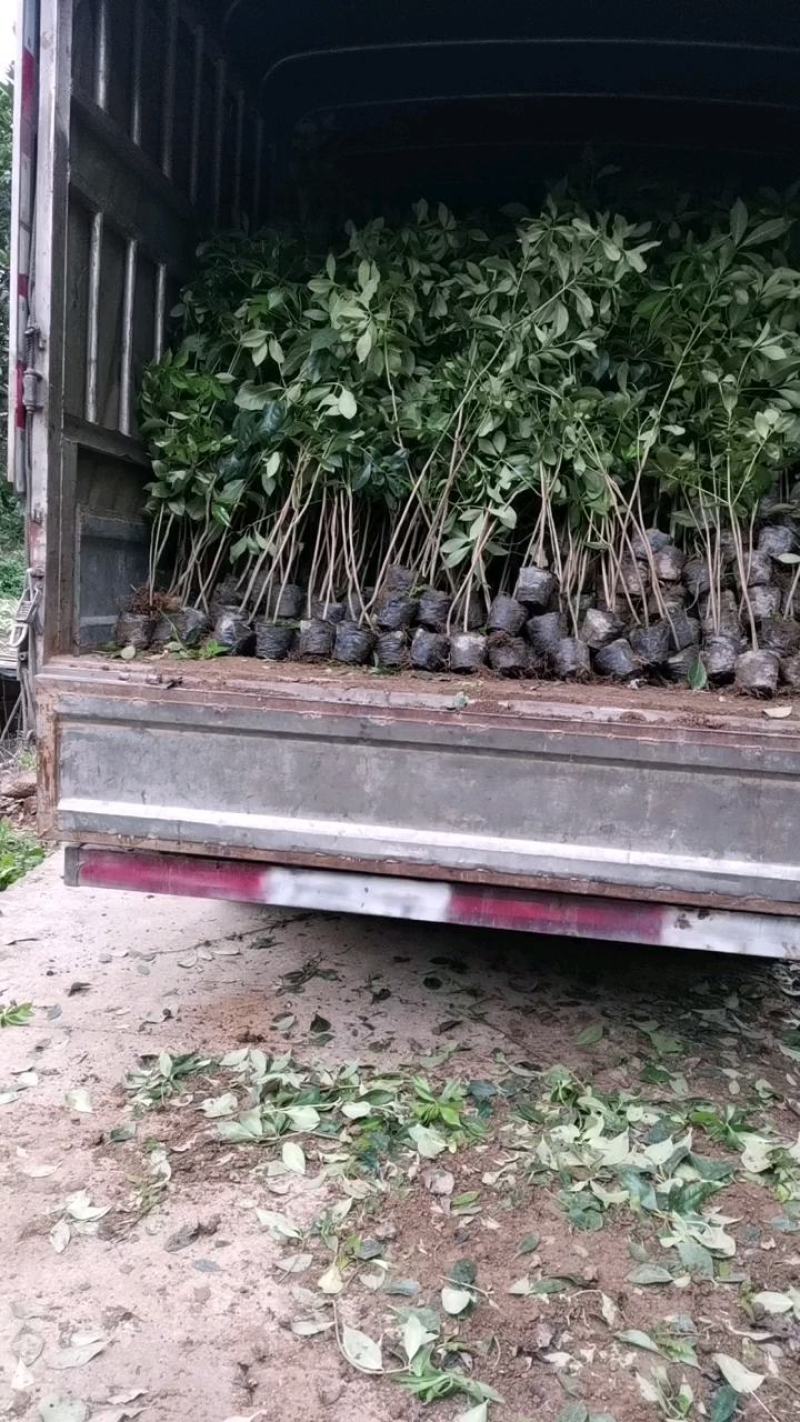 广西大红八角嫁接苗杯苗优质实生苗裸根优质实生苗杯苗