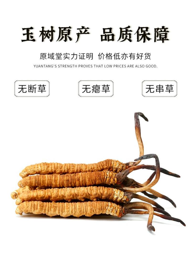 原域堂冬虫夏草青海玉树正宗精品大草西藏那曲野生足干虫草