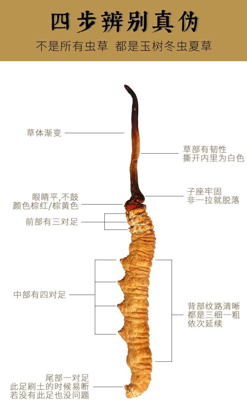 原域堂冬虫夏草青海玉树正宗精品大草西藏那曲野生足干虫草