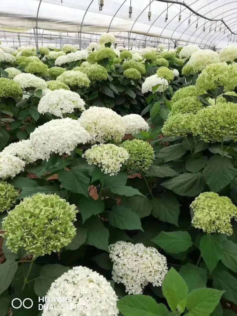 木绣球小苗贝拉安娜，适合盆栽/地栽，适应任何环境