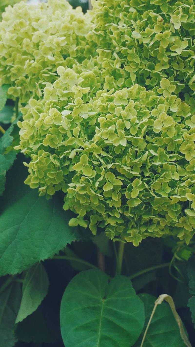 木绣球小苗贝拉安娜，适合盆栽/地栽，适应任何环境