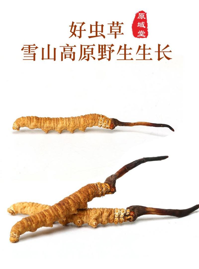 原域堂青海玉树3000条冬虫夏草正品野生干草头期新草