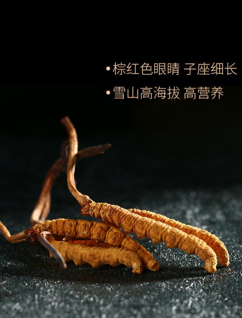 原域堂青海玉树3000条冬虫夏草正品野生干草头期新草